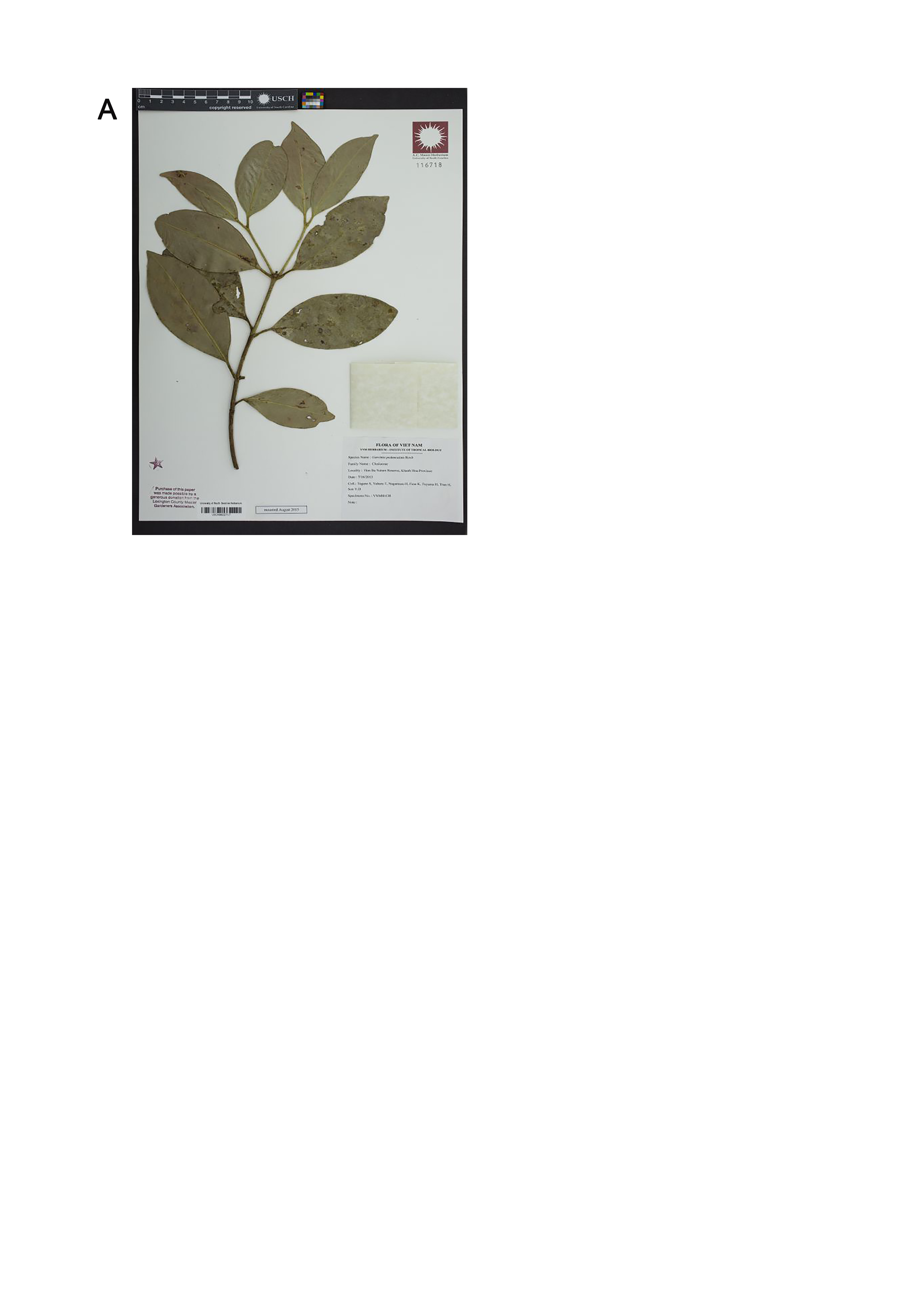 Garcinia_pedunculata.jpg