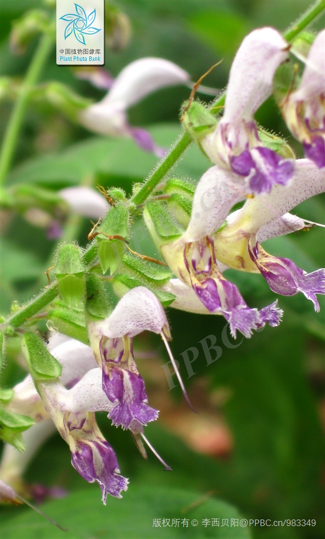 Salvia_bowleyana.jpg