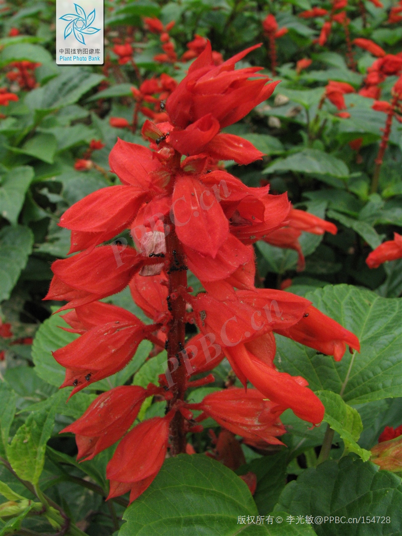 Salvia_splendens.jpg