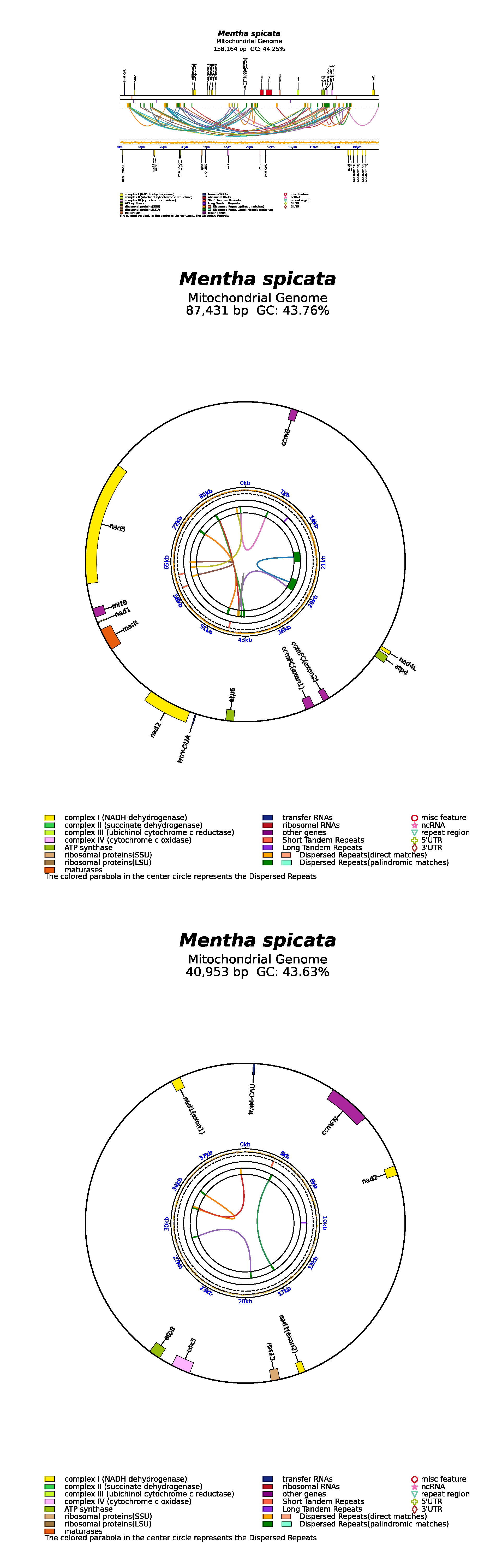 ogON631247.1_all.png
